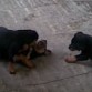 jugando los tres